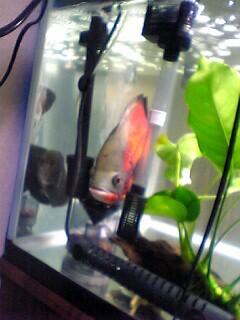 熱帯魚 056.jpg