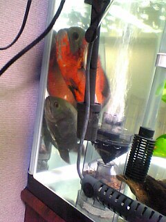 熱帯魚 057.jpg