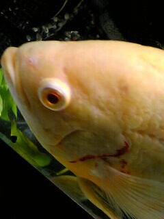 熱帯魚 064.jpg