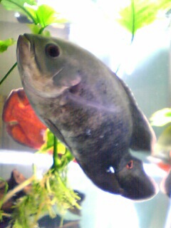 oscar 032.jpg