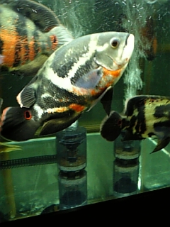 oscar4 039.jpg