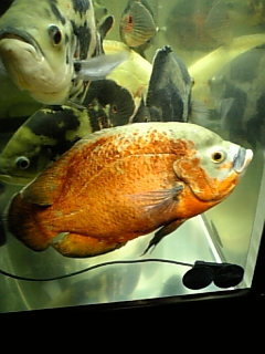 g 080306